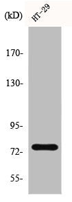 Western Blot analysis of HT29 cells using CRSP77 Polyclonal Antibody