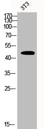 Western Blot analysis of 3T3 cells using CSN3 Polyclonal Antibody