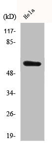 Western Blot analysis of HeLa cells using c-Src Polyclonal Antibody