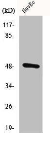 Western Blot analysis of HuvEC cells using CstF-50 Polyclonal Antibody