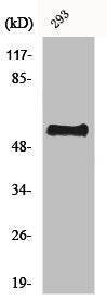 Western Blot analysis of HepG2 cells using CstF-64 Polyclonal Antibody