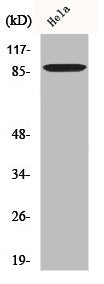 Western Blot analysis of 293 cells using C-TAK1 Polyclonal Antibody