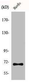 Western Blot analysis of HuvEc cells using CTPS Polyclonal Antibody