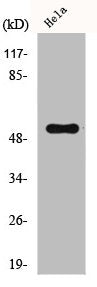 Western Blot analysis of HepG2 cells using CUG-BP1 Polyclonal Antibody