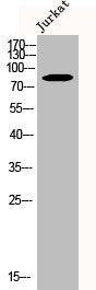 Western Blot analysis of Jurkat cells using CUL-2 Polyclonal Antibody