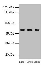 Western blot All lanes: Anxa1 antibody at 12µg/ml Lane 1: K562 whole cell lysate Lane 2: Hela whole cell lysate Lane 3: HepG2 whole cell lysate Secondary Goat polyclonal to rabbit IgG at 1/10000 dilution Predicted band size: 39 kDa Observed band s...