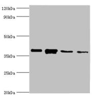 Western blot All lanes: Anxa1 antibody at 2µg/ml Lane 1: PC-3 whole cell lysate Lane 2: A431 whole cell lysate Lane 3: K562 whole cell lysate Lane 4: MCF-7 whole cell lysate Secondary Goat polyclonal to rabbit IgG at 1/10000 dilution Predicted ban...
