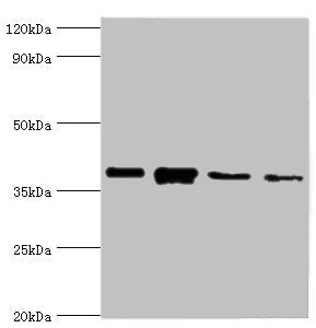 Western blot All lanes: Anxa1 antibody at 2µg/ml Lane 1: PC-3 whole cell lysate Lane 2: A431 whole cell lysate Lane 3: K562 whole cell lysate Lane 4: MCF-7 whole cell lysate Secondary Goat polyclonal to rabbit IgG at 1/10000 dilution Predicted ban...
