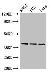 Western Blot Positive WB detected in: K562 whole cell lysate, PC-3 whole cell lysate, Mouse lung tissue All lanes: Anxa1 antibody; HRP conjugated at 0.42µg/ml Predicted band size: 39 kDa Observed band size: 39 kDa