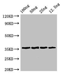 Western Blot Positive WB detected in Recombinant protein All lanes: ANXA13 antibody at 3µg/ml Secondary Goat polyclonal to rabbit IgG at 1/50000 dilution predicted band size: 36 kDa observed band size: 36 kDa