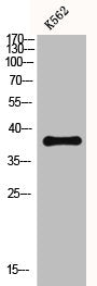Western Blot analysis of K562 cells using CXCR-3 Polyclonal Antibody