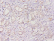 Immunohistochemistry of paraffin-embedded human kidney tissue using CSB-PA001844YA01HU at dilution of 1:20