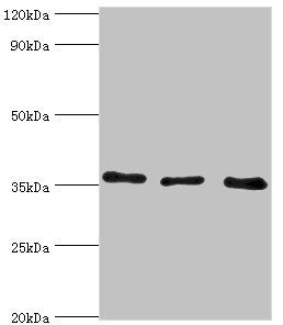 Western blot All lanes: Annexin A4 antibody at 4ug/ml Lane 1: 293T whole cell lysate Lane 2: Hela whole cell lysate Lane 3: HepG2 whole cell lysate Secondary Goat polyclonal to rabbit IgG at 1/10000 dilution Predicted band size: 36, 28 kDa Observe...