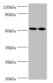 Western blot All lanes: Annexin A7 antibody at 4µg/ml Lane 1: Jurkat whole cell lysate Lane 2: LO2 whole cell lysate Secondary Goat polyclonal to rabbit at 1/10000 dilution Predicted band size: 53, 51 kDa Observed band size: 53 kDa