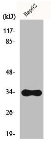 Western Blot analysis of K562 cells using CYB5R3 Polyclonal Antibody