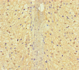 Immunohistochemistry of paraffin-embedded human adrenal gland tissue using CSB-PA001878LA01HU at dilution of 1:100