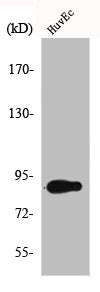 Western Blot analysis of HuvEc cells using Cyclin F Polyclonal Antibody
