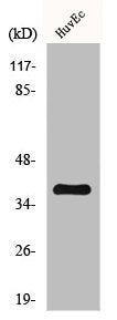 Western Blot analysis of HuvEc cells using Cyclin H Polyclonal Antibody