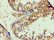 Immunohistochemistry of paraffin-embedded human testis tissue using CSB-PA001890ESR2HU at dilution of 1:100