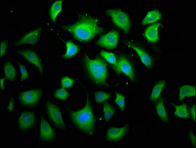 Immunofluorescence staining of A549 cells with CSB-PA001895LA01HU at 1:166, counter-stained with DAPI. The cells were fixed in 4% formaldehyde, permeabilized using 0.2% Triton X-100 and blocked in 10% normal Goat Serum. The cells were then incubat...