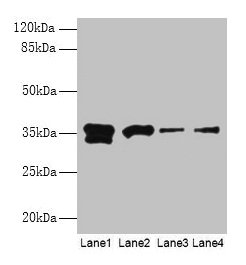 Western blot All lanes: APEX1 antibody at 2µg/ml Lane 1: Hela whole cell lysate Lane 2: Mouse brain tissue Lane 3: MCF-7 whole cell lysate Lane 4: A431 whole cell lysate Secondary Goat polyclonal to rabbit IgG at 1/15000 dilution Predicted band si...
