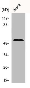 Western Blot analysis of HepG2 cells using Cyclin L1 Polyclonal Antibody
