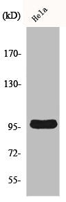 Western Blot analysis of A549 cells using Cyclin M2 Polyclonal Antibody