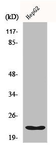 Western Blot analysis of HuvEc cells using Cyclophilin F Polyclonal Antibody