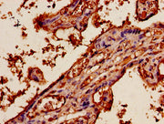Immunohistochemistry of paraffin-embedded human placenta tissue using CSB-PA001909OJ01HU at dilution of 1:100