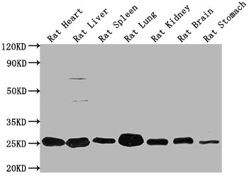 Western Blot Positive WB detected in: Rat Heart tissue, Rat Liver tissue, Rat Spleen tissue, Rat Lung tissue, Rat Kidney tissue, Rat Brain tissue, Rat Stomach tissue All lanes: Apoa1 antibody at 1:2000 Secondary Goat polyclonal to rabbit IgG at 1/...