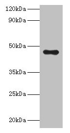 Western blot All lanes: APOA4 antibody at 2µg/ml + Human serum Secondary Goat polyclonal to rabbit IgG at 1/10000 dilution Predicted band size: 46 kDa Observed band size: 46 kDa