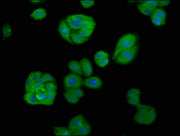 Immunofluorescence staining of HepG2 cells with CSB-PA001919LA01HU at 1:66, counter-stained with DAPI. The cells were fixed in 4% formaldehyde, permeabilized using 0.2% Triton X-100 and blocked in 10% normal Goat Serum. The cells were then incubat...