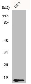 Western Blot analysis of COS7 cells using CYCS Polyclonal Antibody