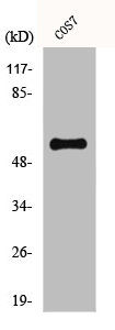 Western Blot analysis of HT29 cells using CYP1A1/2 Polyclonal Antibody