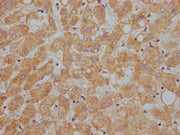 IHC image of CSB-PA001930NA01HU diluted at 1:200 and staining in paraffin-embedded human liver tissue performed on a Leica BondTM system. After dewaxing and hydration, antigen retrieval was mediated by high pressure in a citrate buffer (pH 6.0). S...