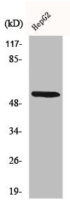 Western Blot analysis of 293 cells using CYP26A1 Polyclonal Antibody