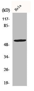 Western Blot analysis of A549 cells using CYP2A13 Polyclonal Antibody