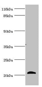 Western blot All lanes: APOM antibody at 3.93ug/ml + Mouse placenta tissue Secondary Goat polyclonal to rabbit IgG at 1/10000 dilution Predicted band size: 22, 14 kDa Observed band size: 22 kDa