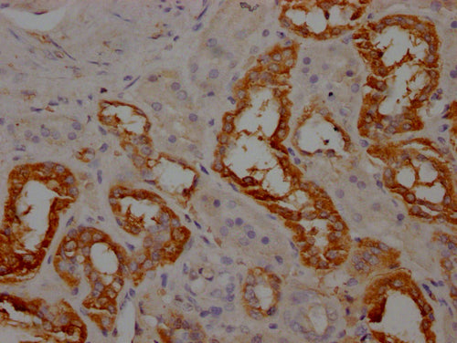 IHC image of CSB-PA001947LA01HU diluted at 1:100 and staining in paraffin-embedded human kidney tissue performed on a Leica BondTM system. After dewaxing and hydration, antigen retrieval was mediated by high pressure in a citrate buffer (pH 6.0)....