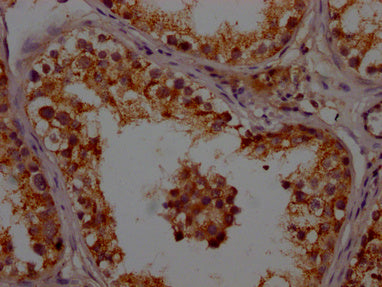 IHC image of CSB-PA001948LA01HU diluted at 1:200 and staining in paraffin-embedded human testis tissue performed on a Leica BondTM system. After dewaxing and hydration, antigen retrieval was mediated by high pressure in a citrate buffer (pH 6.0)....