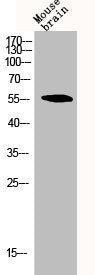 Western Blot analysis of MOUSE-BRAIN cells using CYP2C19 Polyclonal Antibody