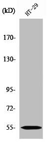 Western Blot analysis of HT29 cells using CYP2D6 Polyclonal Antibody
