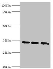 Western blot All lanes: Aquaporin-4 antibody at 2ug/ml Lane 1: Mouse brain tissue Lane 2: Mouse heart tissue Lane 3: Mouse kidney tissue Secondary Goat polyclonal to rabbit IgG at 1/10000 dilution Predicted band size: 35, 33 kDa Observed band size...