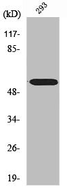 Western Blot analysis of MCF7 cells using CYP2D6 Polyclonal Antibody