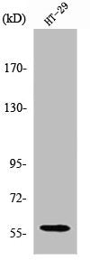 Western Blot analysis of various cells using CYP2J2 Polyclonal Antibody