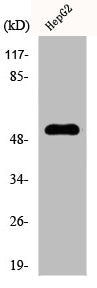 Western Blot analysis of HepG2 cells using CYP2W1 Polyclonal Antibody
