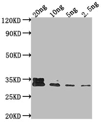 Western Blot Positive WB detected in Recombinant protein All lanes: AR antibody at 1:2000 Secondary Goat polyclonal to rabbit IgG at 1/50000 dilution Predicted band size: 35.7 kDa Observed band size: 34 kDa