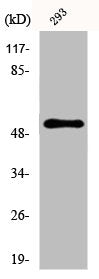 Western Blot analysis of HeLa cells using CYP39A1 Polyclonal Antibody