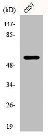 Western Blot analysis of COS7 cells using CYP4X1 Polyclonal Antibody