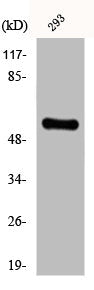 Western Blot analysis of 293 cells using CYP8B1 Polyclonal Antibody